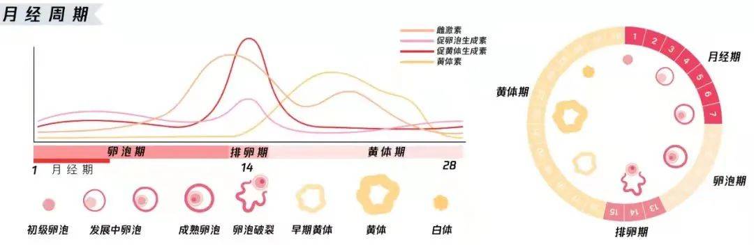 女人排卵时，身体会有这 5 种改变