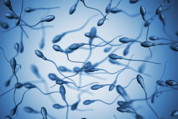 精子浓度过低的原因是什么?会影响怀孕吗?