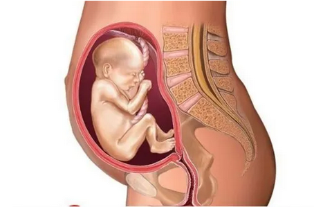 怀孕2个月肚子会大吗，为何怀孕两个月肚子明显大了