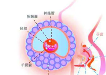 孕囊偏左侧是什么原因，和总是靠左睡觉有关系吗