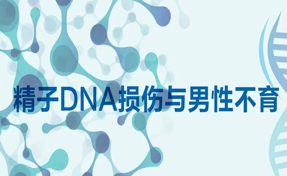 精子DNA碎片化有什么危害 精子DNA碎片高低影响生育吗