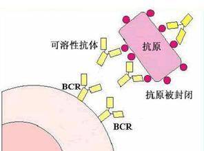 封闭抗体阴性的原因