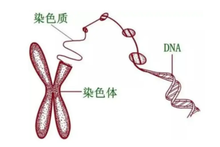 染色体异常对生育的影响