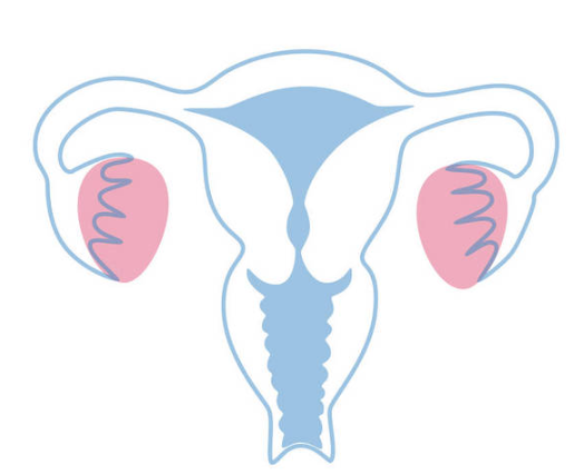 子宫内膜1