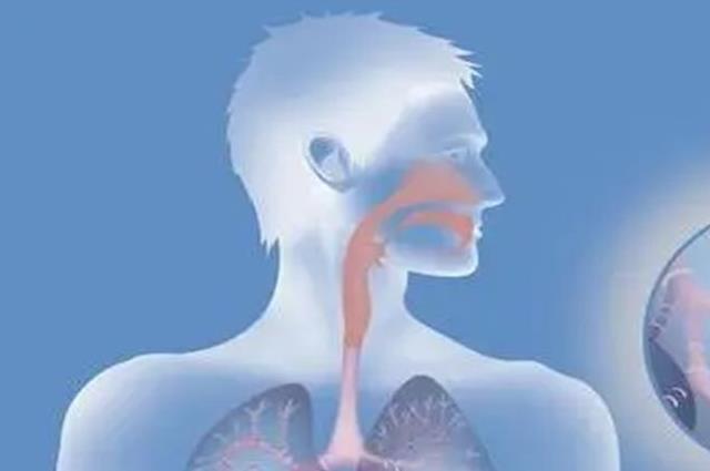  健康科普：支气管炎必吃六大食物，润肺化痰清理肺部垃圾