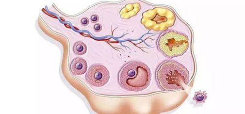 什么是卵泡黄素化