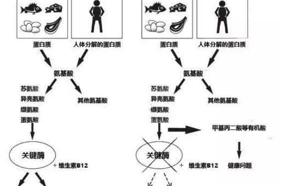 警惕常吐奶的宝宝！带你认识什么是甲基丙二酸血症