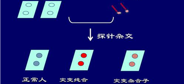 婴儿听力筛查纯合突变是什么意思？