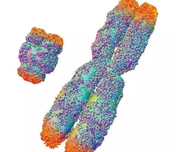 备孕小知识分享：xy染色体在形态和大小上各有区别